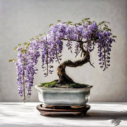 Wisteria Bonsai